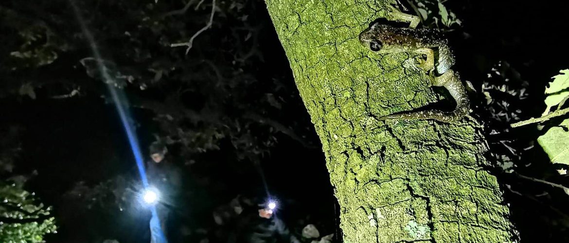 Speleomantes sarrabusensis su tronco di albero di notte