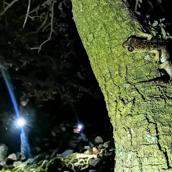 Speleomantes sarrabusensis su tronco di albero di notte