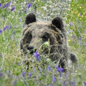 orso che sbuca con la testa tra l'erba