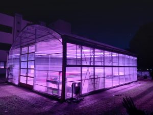 serra al buio con luci led rosa e viola per crescita piante accese Pisa