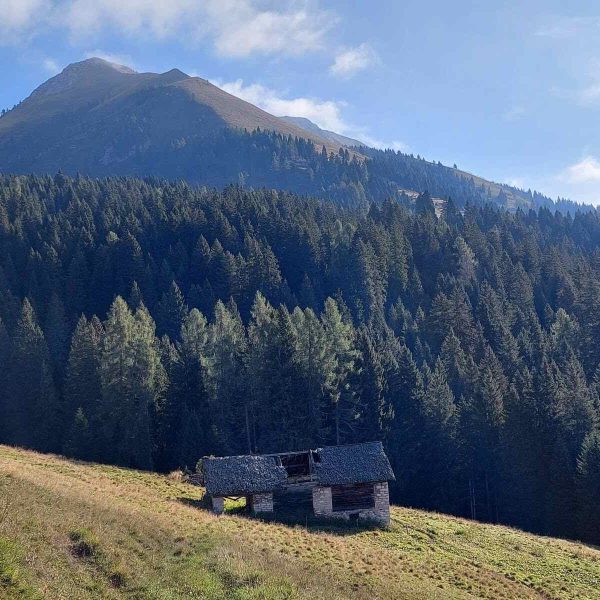 Panorama di montagna con abeti e casa in discesa