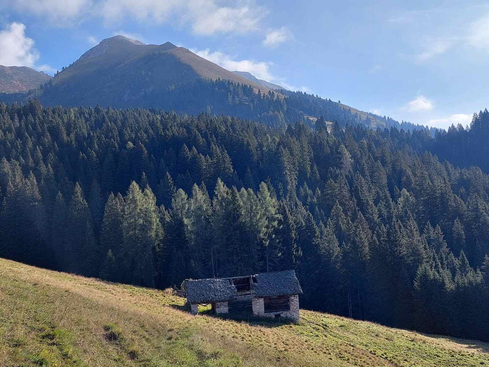 Panorama di montagna con abeti e casa in discesa