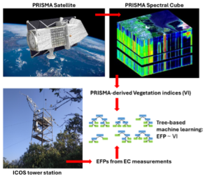 Ecosystem Functional Properties