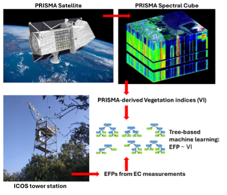 Ecosystem Functional Properties