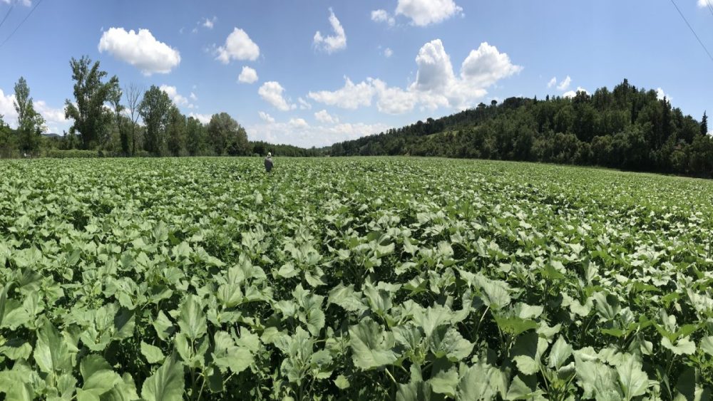 Campo di Girasoli - CCF