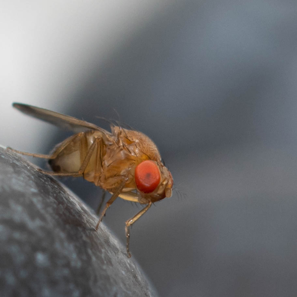 Controllo biologico classico dell'insetto alieno invasivo Drosophila Suzuki