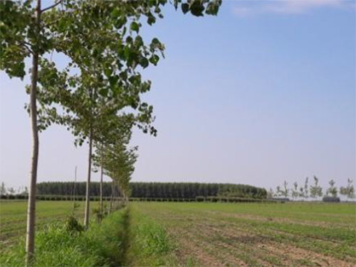 campo coltivato con alberi al confine sinistro