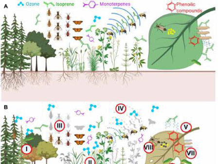 schema del ciclo dello ozono nell'ambiente