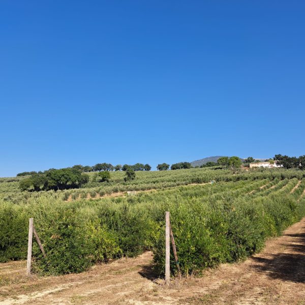 Varietal selection and biostimulant use in olive growing to face climate change