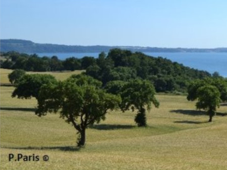 prato con alberi e sfondo di costa marina