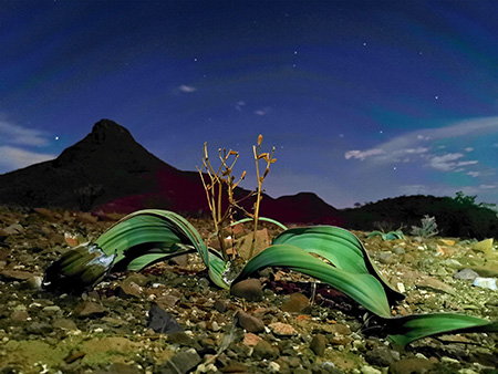 immagine di foglie di orchidea nel deserto