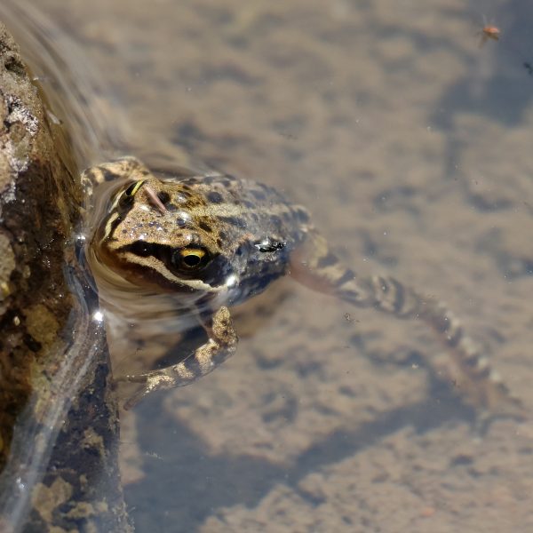 rana nell'acqua che emerge con la testa