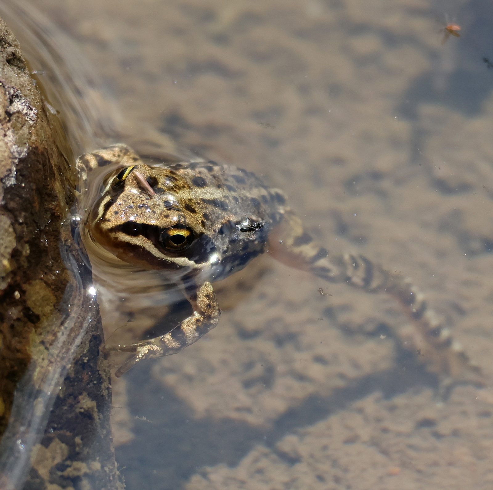 rana nell'acqua che emerge con la testa