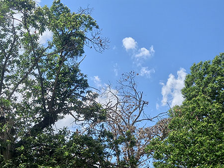 fronde di alberi contro il cielo