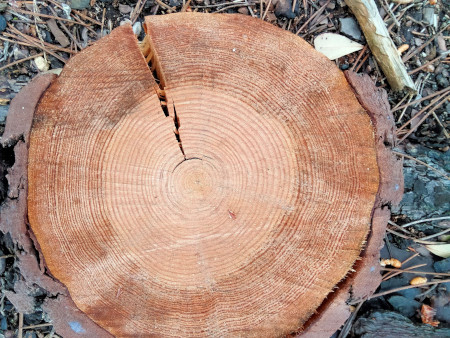 sezione di tronco di albero