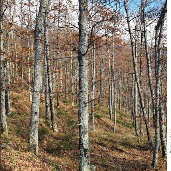 foto di un bosco contornata da grafici