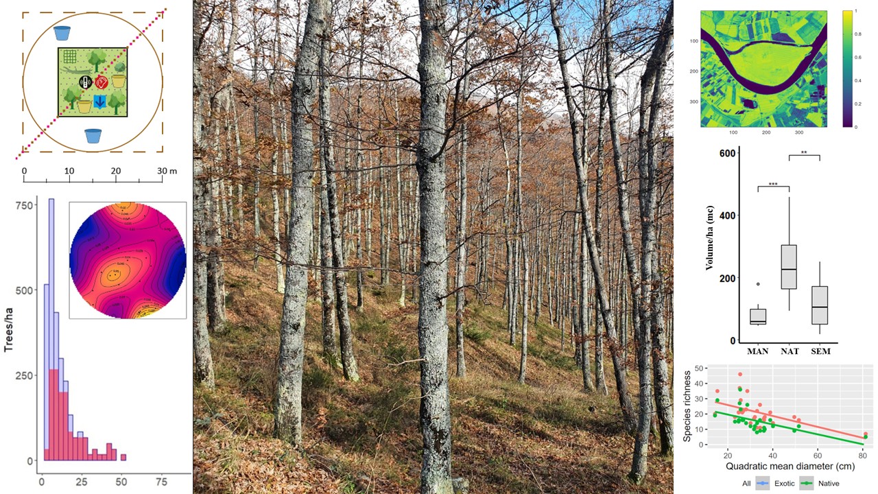 foto di un bosco contornata da grafici